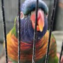 DNA'd pr rainbow lorikeets-3