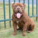 XL American Bully -2