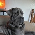 Neopolitan Mastiff - Wolf -1