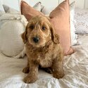 Beautiful Cavoodle Puppies and adult for adoption-1