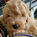 F2 Cavoodle puppies -4