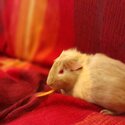 Young Albino female guinea pig -0