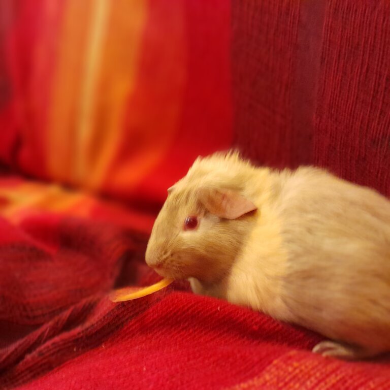 Young Albino female guinea pig 