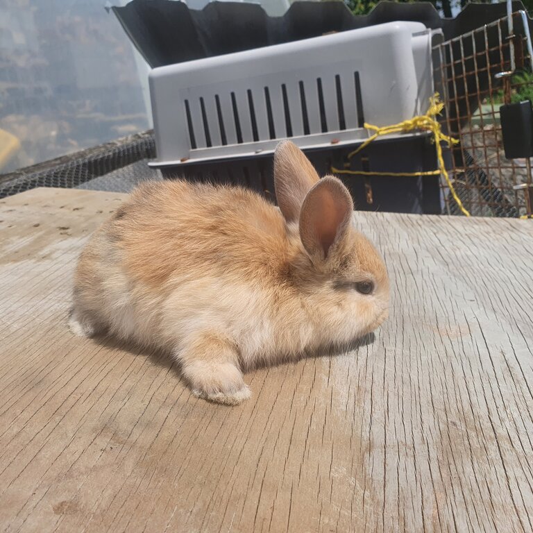 Mini lop rabbits 