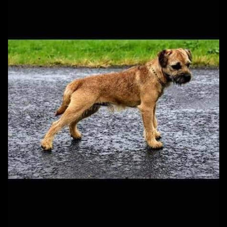 Boarder Terrier Puppies