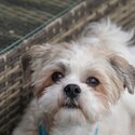 Maltese × shih tzu cross -1