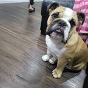 9 month Pure bred bulldog with papers-1