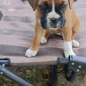 Purebred Boxer puppies, 7 weeks old ready for forever homes-1