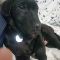 BUDDY- BLACK LAB ( PUREBRED 4 MTHS )-0