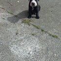 Staffy x puppies -5