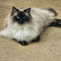 Male Ragdoll for sale-1