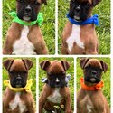 Boxer puppies -2