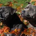 Staffordshire bull terrier puppies -1