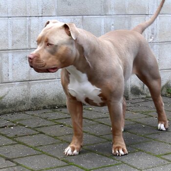 XL American Bully 