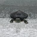 Beautiful red eared turtle and tank free to a good home!-0