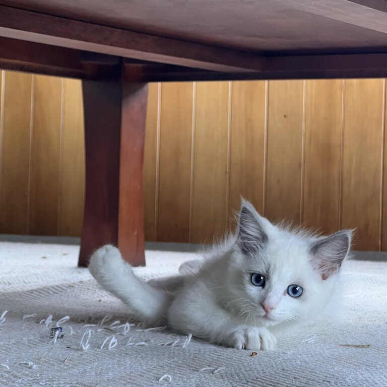 Ragdoll kitten Female