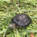 Beautiful red eared turtle and tank free to a good home!-1