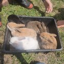 Mini lop rabbits -1