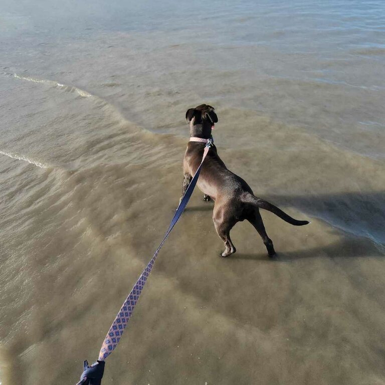 StaffyBoxer cross, 8month male, chocolate colour