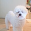 Free Bichon Frise for a good new home-2