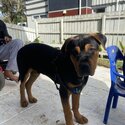 Selling my 4 months male  Rottweiler x staffy -2