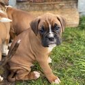 3 purebred Boxer puppies-0