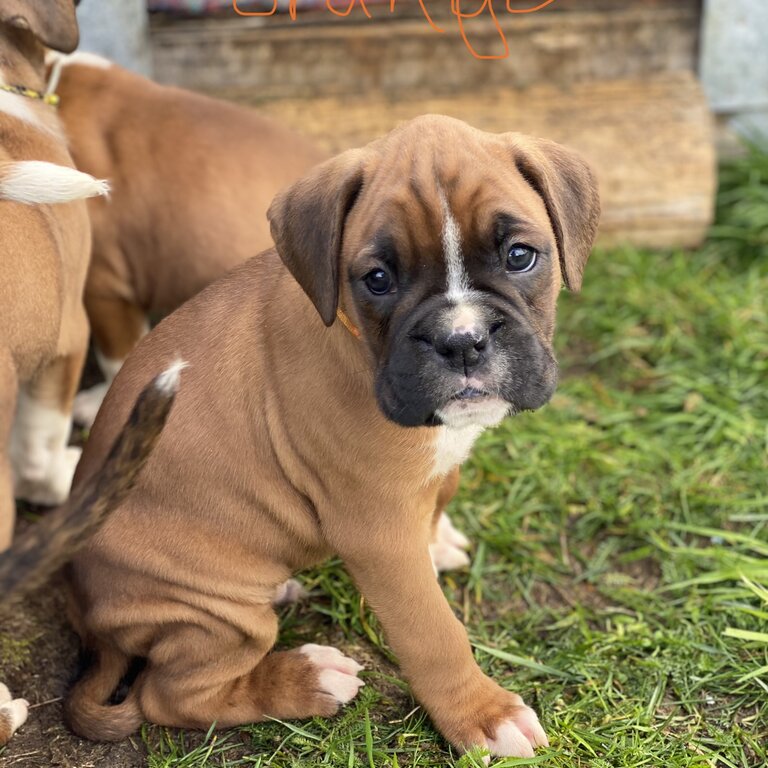 3 purebred Boxer puppies