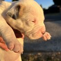 American Bulldog Puppies -5