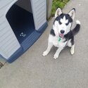 6 month female husky puppy for sale -1