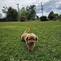 Loving F1B Cavoodle 5 month Puppy Seeking Forever Home