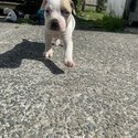 American bulldog puppies-4