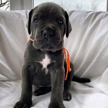 Cane Corso puppies