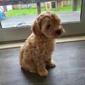 F2 Cavoodle puppies -5