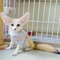 Babies Male And Female Adorable Fennec Foxes-1