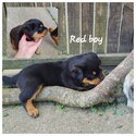 Purebred Rottweiler Puppies For Sale-3