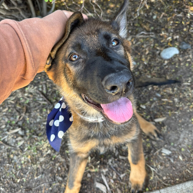 Pure breed German Shepherd 