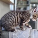 Male tabby / white kitten-3