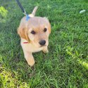 Golden Retriever Male Puppy-1