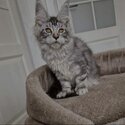 Maine Coon  Kittens for adoption male and female potty trained -2