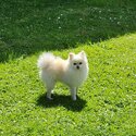 Miniture Pomeranian 