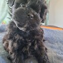 Toy Poodle x Löwchen -4