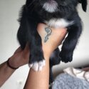 Cross breed puppies for sale 3x avaliable 2 male 1 female 8 weeks old -4