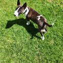 22 Month old Female English Bull Terrier for adoption-3