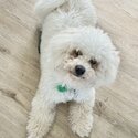 Adorable Maltipoo Puppy -1