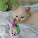 Purebred ragdoll kitten-4