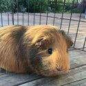 Gorgeous Female Guinea pig, 2 years old-1