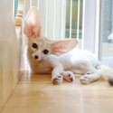 Babies Male And Female Adorable Fennec Foxes-0