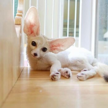 Babies Male And Female Adorable Fennec Foxes