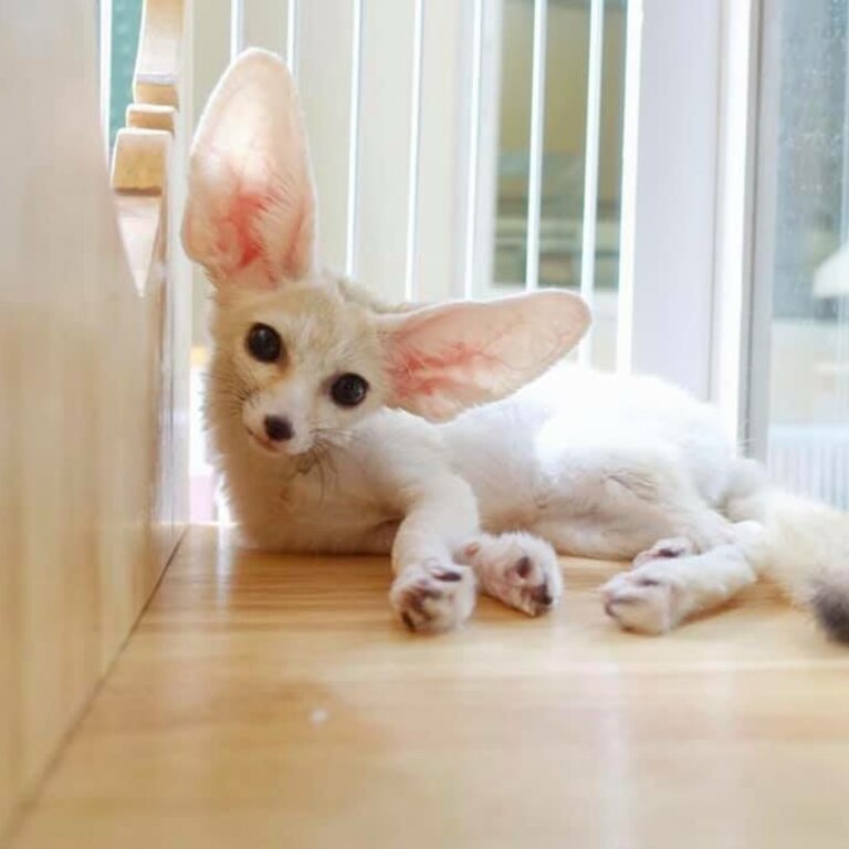 Babies Male And Female Adorable Fennec Foxes