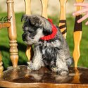 Miniture Schnauzer pups-3